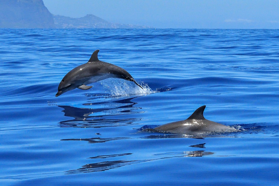 Delfine in Takalana Bay