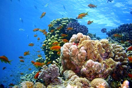 Rainbow Reef Fidschi